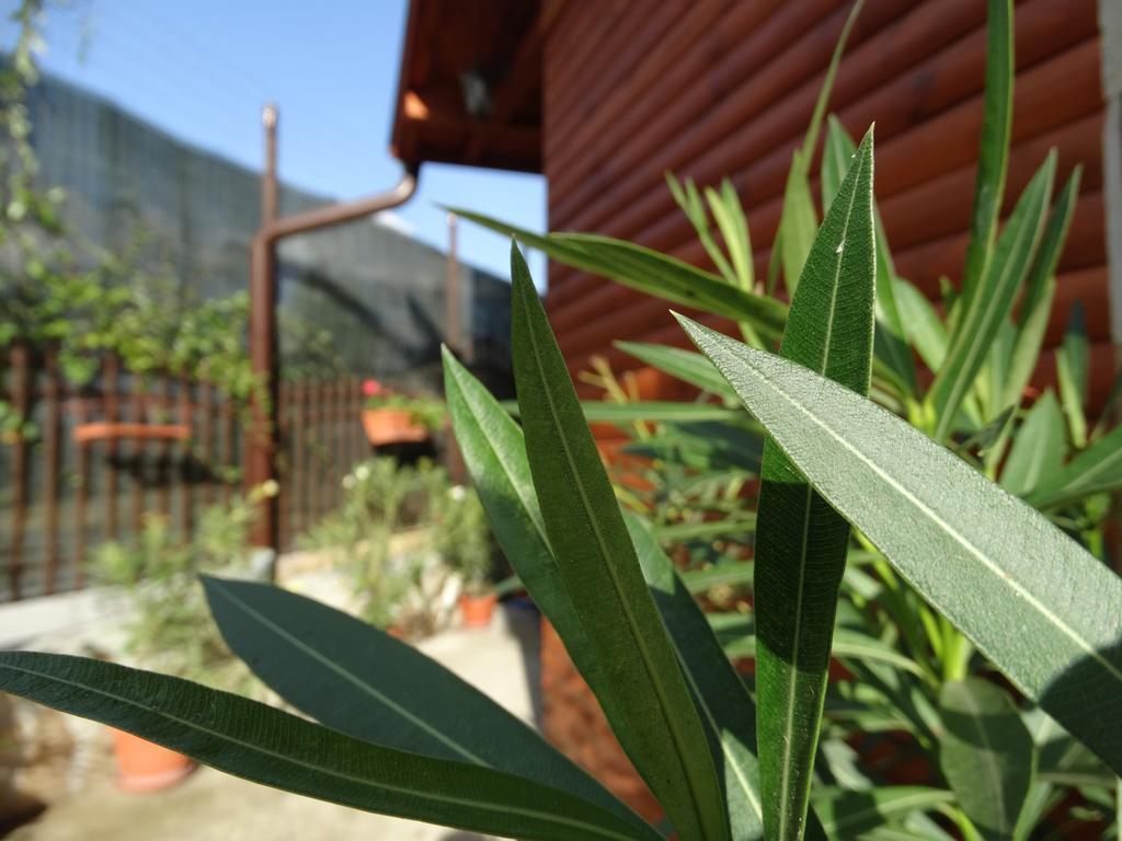 Guest House Ivel Sapareva Banya Dış mekan fotoğraf